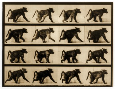Image sequence of a Baboon running, 